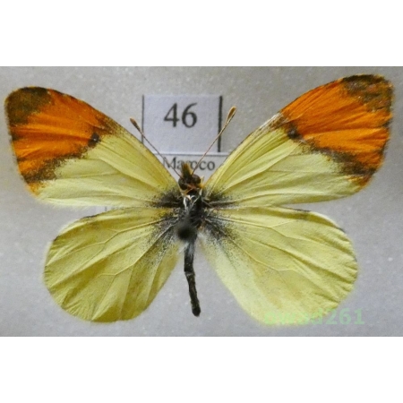 Anthocharis belia (Linnaeus, 1767) Morocco46